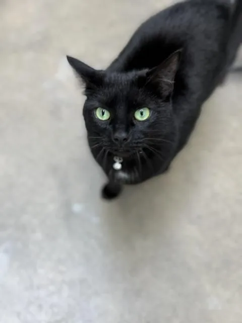 An adult medium-sized female Domestic Short Hair cat named Shayla for adoption in Bryan, OH