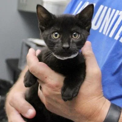 A baby small-sized female Black Domestic Short Hair cat named Sugar for adoption in Birmingham, AL