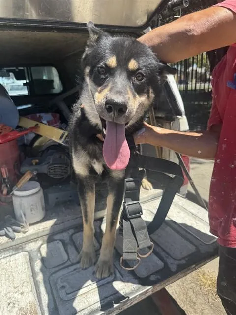 An adult large-sized male Siberian Husky dog named Chief Bogo for adoption in Stockton, CA
