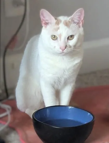 An adult medium-sized male Domestic Short Hair cat named Conny for adoption in Washington, DC