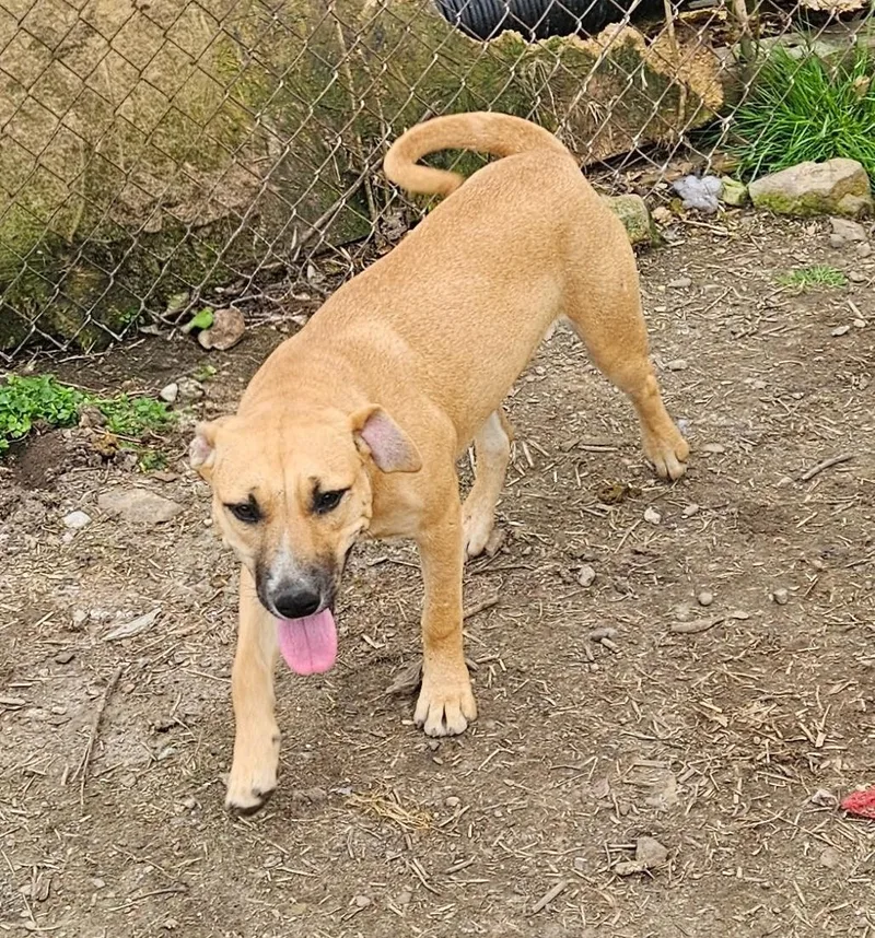 Timber Twinkle thumbnail 3