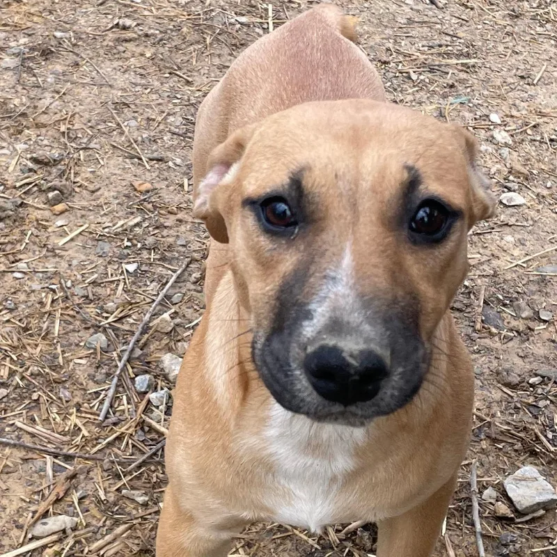 Timber Twinkle thumbnail 5