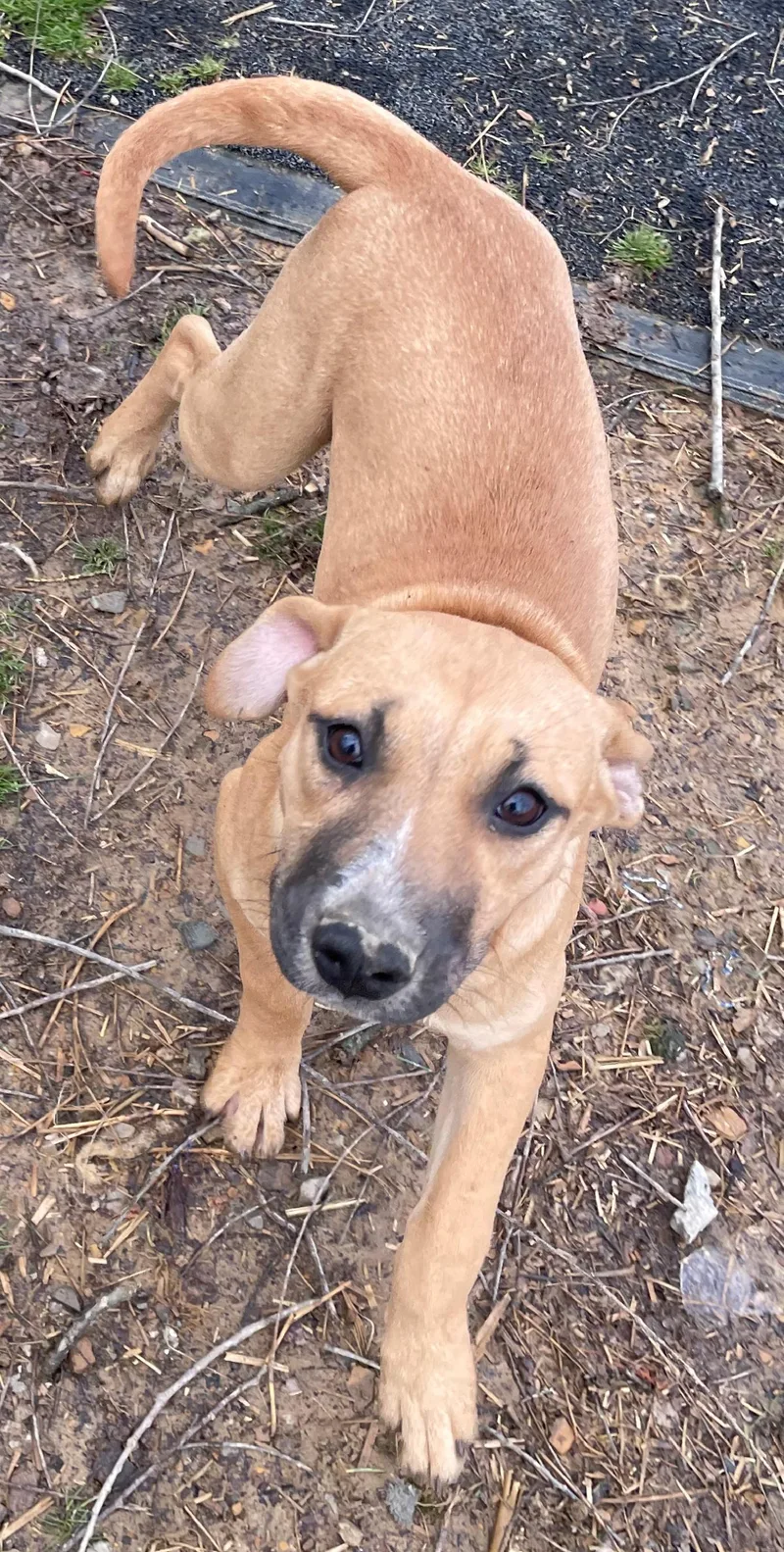 Timber Twinkle thumbnail 6