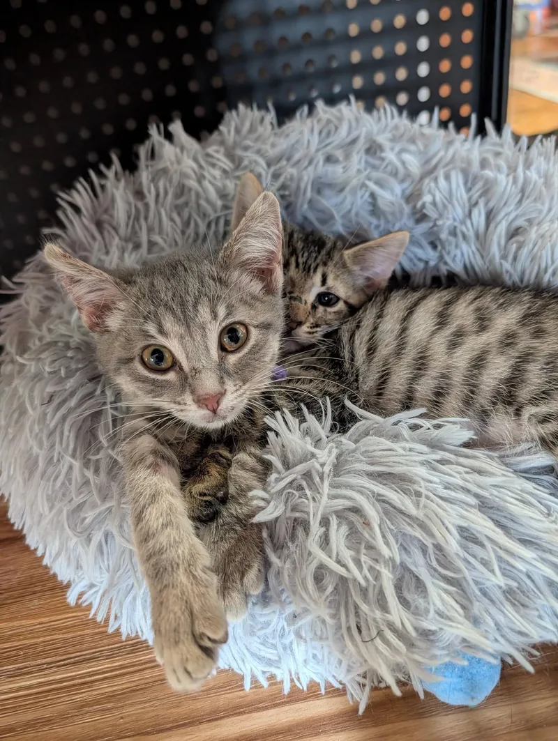 A baby small-sized female Tabby (Gray / Blue / Silver) Domestic Short Hair cat named Finley & Quinn for adoption in Mabank, TX