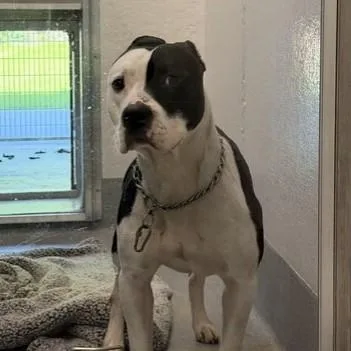 A young large-sized male Pit Bull Terrier dog named Madden for adoption in Indianapolis, IN