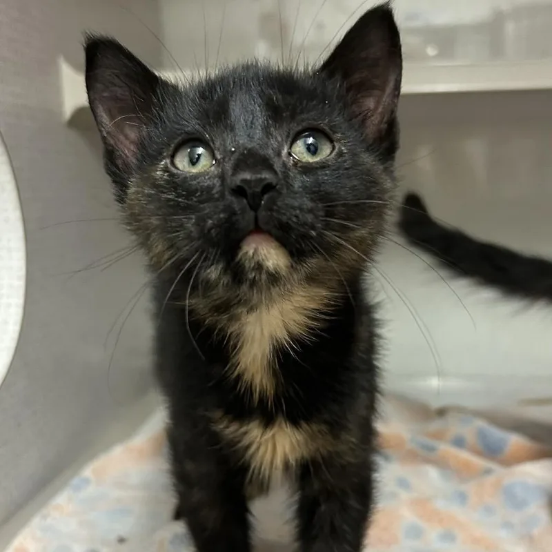 A baby small-sized female Black Domestic Short Hair cat named Kittlesby for adoption in Buffalo, MN