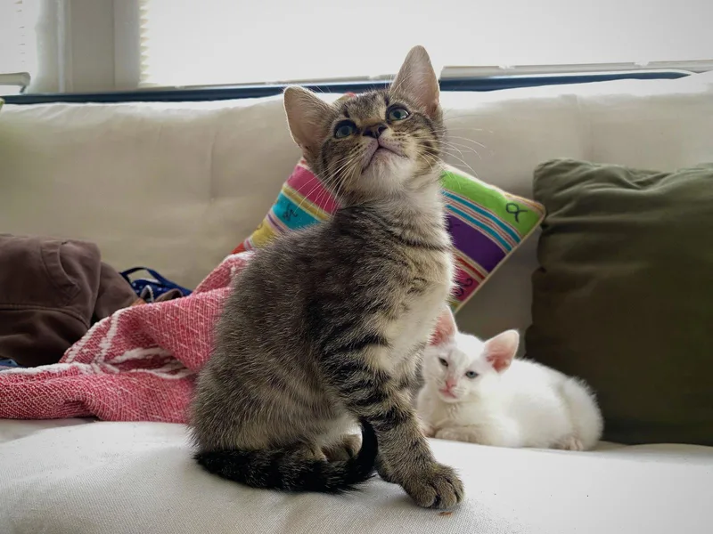 A baby medium-sized female Tabby cat named Myrtice for adoption in Wesley Chapel, FL