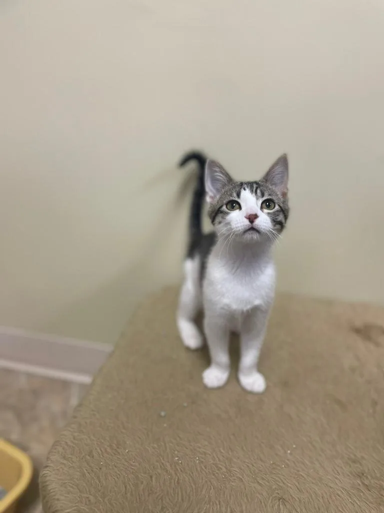 A baby medium-sized female Tabby (Buff / Tan / Fawn) Domestic Short Hair cat named Bindi for adoption in Neillsville, WI