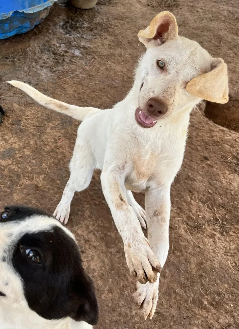 A baby medium-sized female White / Cream Shepherd dog named Lumi for adoption in Elgin, TX