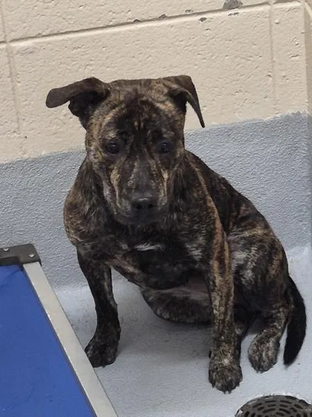 An adult medium-sized female Pit Bull Terrier dog named Pen c Velvet for adoption in Lawrenceville, GA