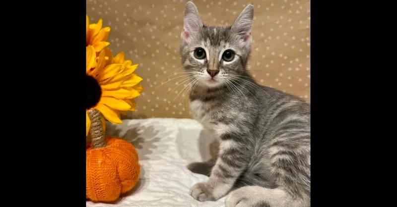 A baby small-sized female Domestic Medium Hair cat named Goody for adoption in Groveland, MA
