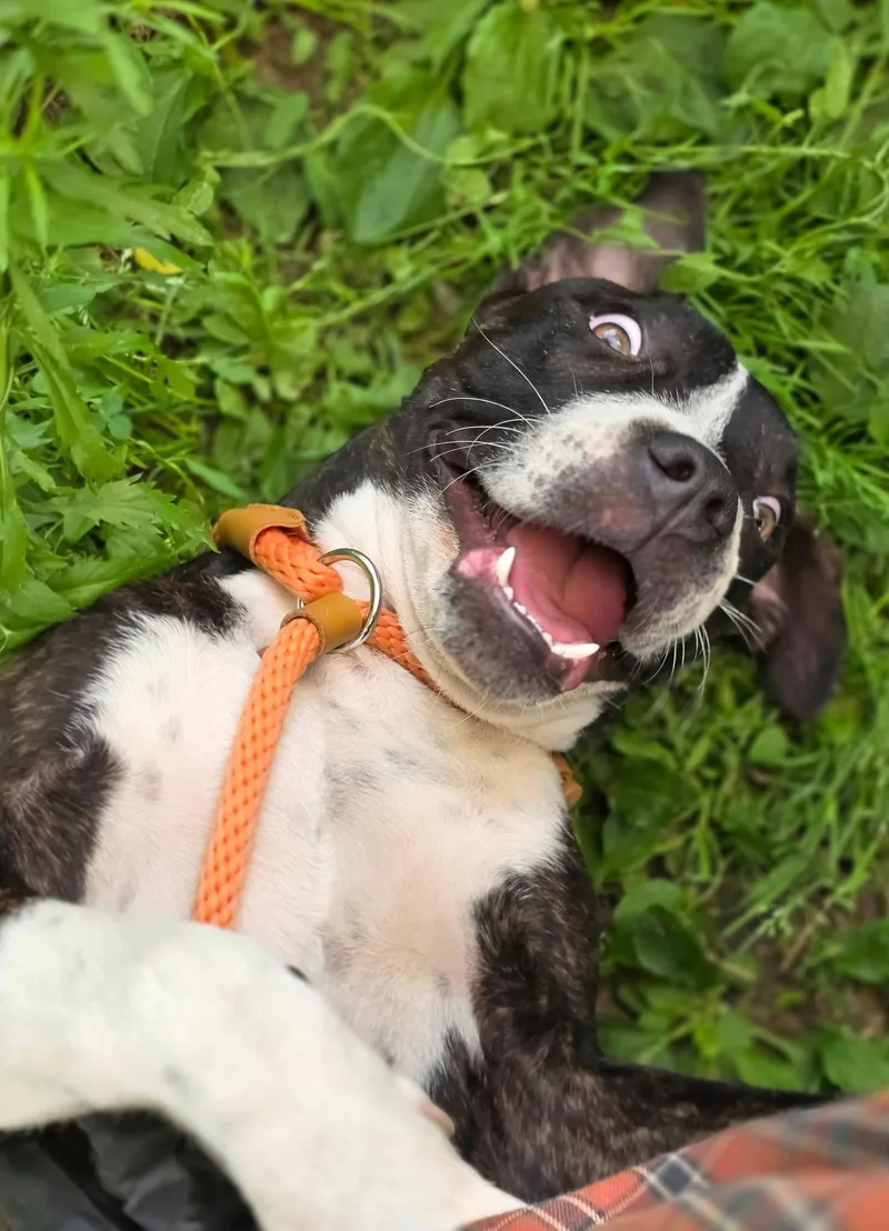 An adult medium-sized female Brindle Pit Bull Terrier dog named Iskra for adoption in Chicago, IL