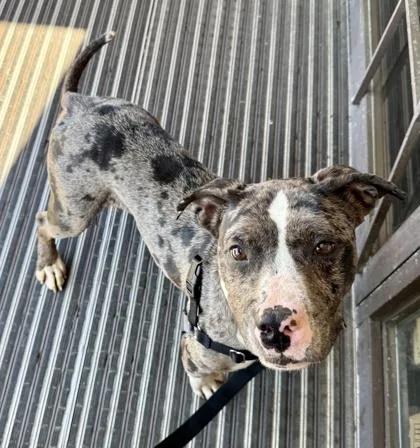 An adult medium-sized male Pit Bull Terrier dog named Mcginty for adoption in Washington, DC