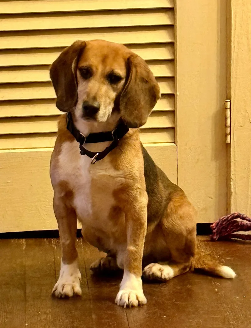 An adult small-sized male Tricolor (Brown, Black, & White) Beagle dog named Raven for adoption in South Plainfield, NJ