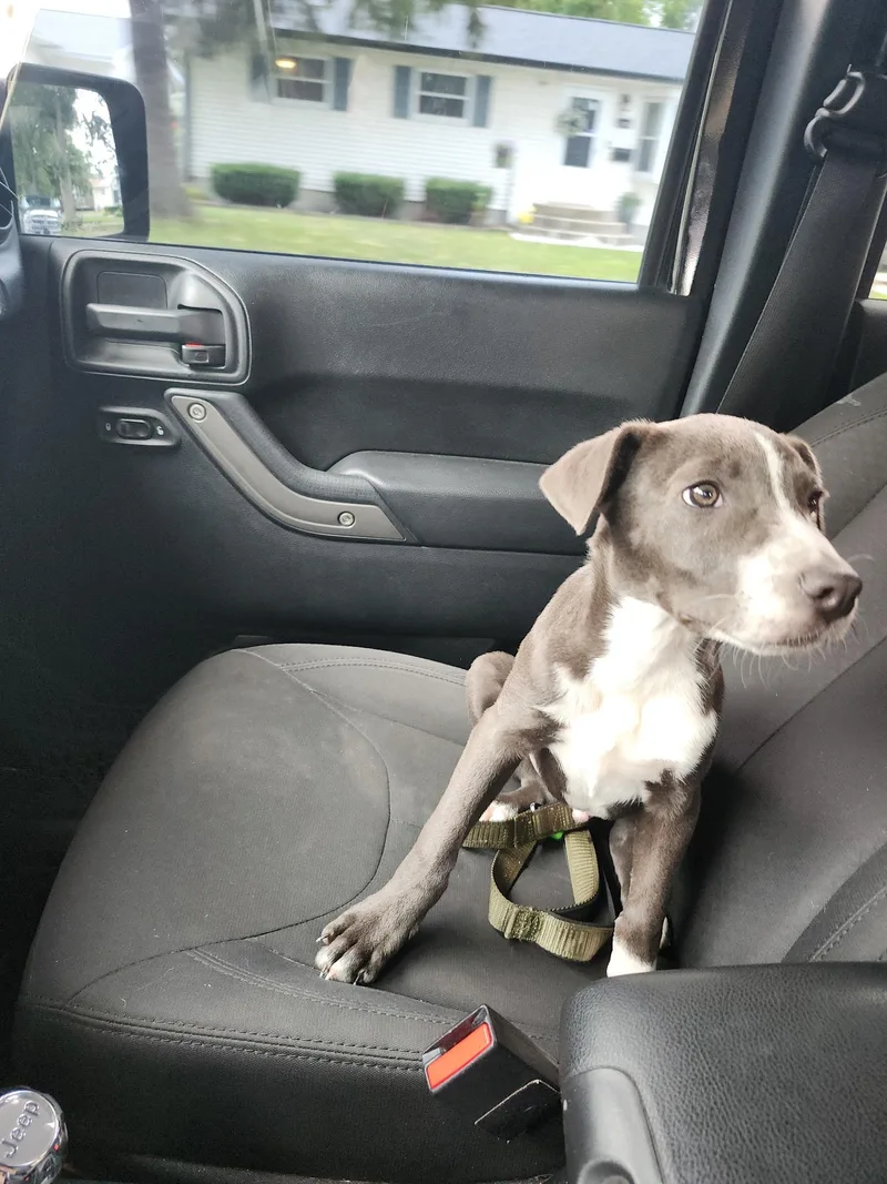 A young small-sized male Mixed Breed dog named Davvy for adoption in Monona, WI