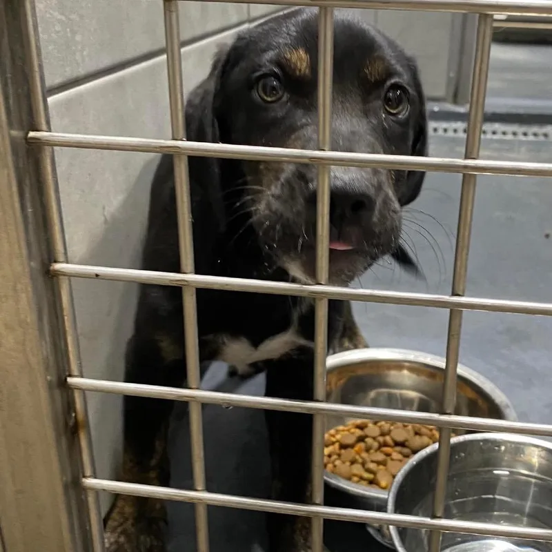 A baby small-sized male Black Hound dog named Teddy for adoption in Austin, TX