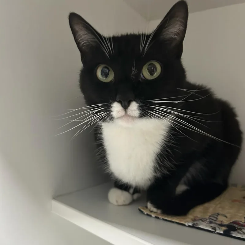 An adult small-sized female Black Domestic Short Hair cat named Oreo Cheesecake for adoption in Waynesville, NC