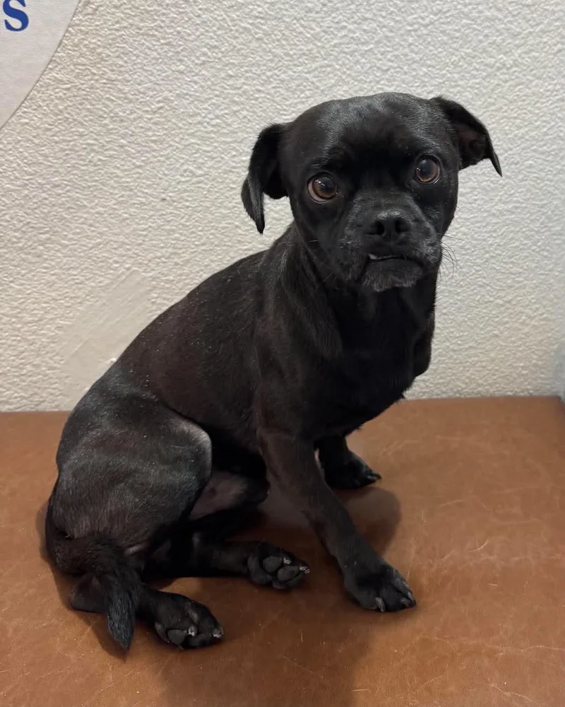 A young small-sized male Pug dog named Kit Kat for adoption in Las Vegas, NV