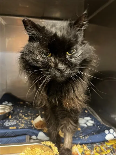 A senior medium-sized female Domestic Short Hair cat named Penny for adoption in Chatsworth, CA