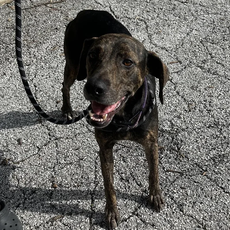 An adult large-sized female Brindle Plott Hound dog named Lina for adoption in San Antonio, TX