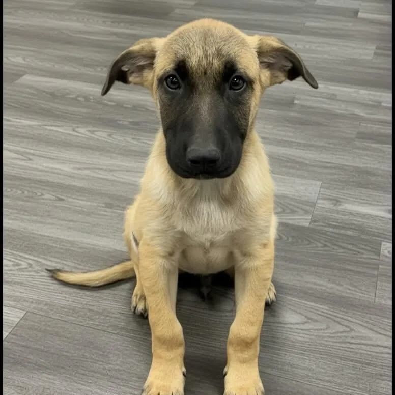 A baby medium-sized male Sable German Shepherd Dog dog named Kaiser for adoption in Lucedale, MS