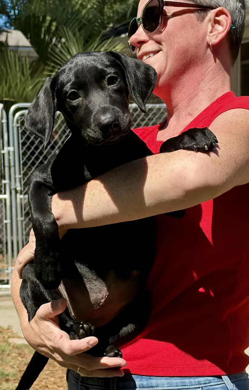 A young medium-sized female Black Labrador Retriever dog named Gretchen for adoption in Mt Pleasant, SC