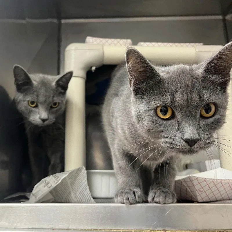 A baby medium-sized male Gray / Blue / Silver Domestic Short Hair cat named Deimos for adoption in Candler, NC