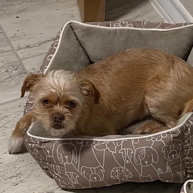 An adult small-sized male Yellow / Tan / Blond / Fawn Shih Tzu dog named Maverick for adoption in Floresville, TX