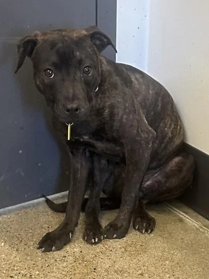 A baby medium-sized female Brown / Chocolate Pit Bull Terrier dog named Creamsicle for adoption in Cleveland, OH
