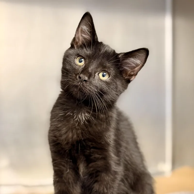 A baby medium-sized female Domestic Short Hair cat named Phoebe for adoption in Manahawkin, NJ
