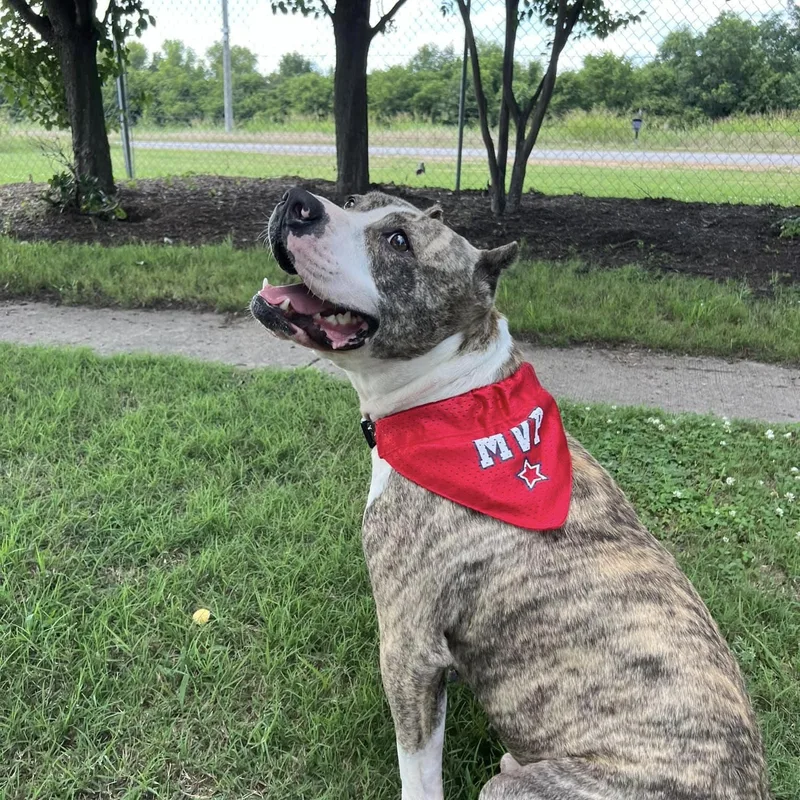 A young medium-sized male Brindle Mixed Breed dog named Solis for adoption in Tunica, MS