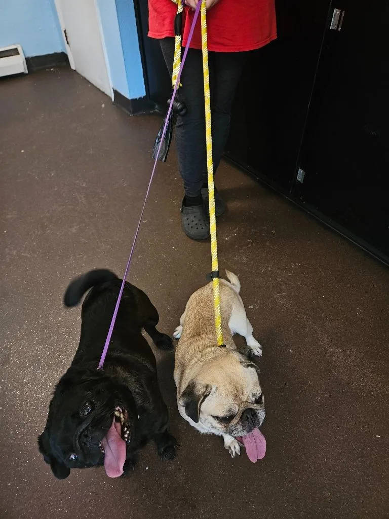 An adult small-sized male Pug dog named Tater for adoption in Port Jervis, NY