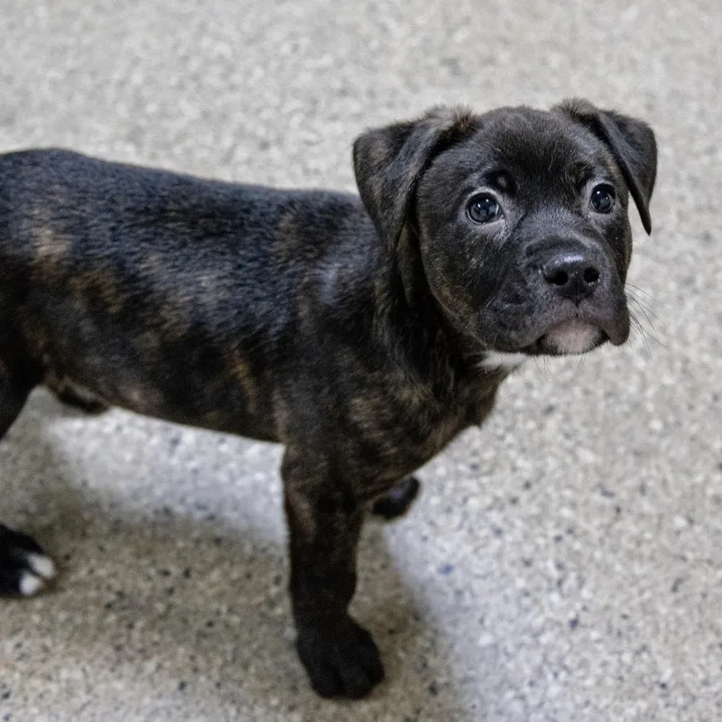 Matthew Tkachuk thumbnail 2