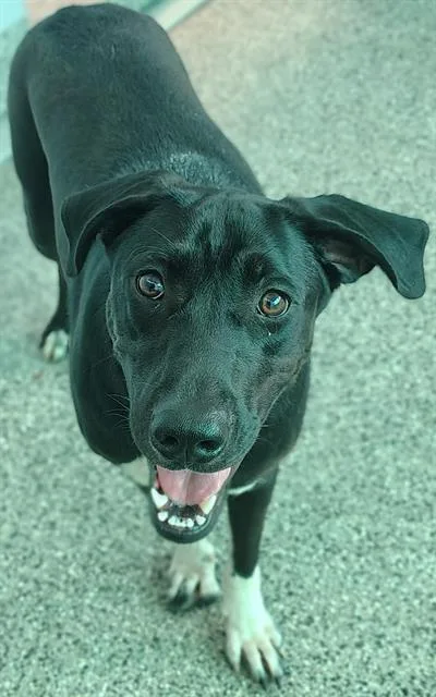 A young large-sized female Mixed Breed dog named A for adoption in Palmetto, FL
