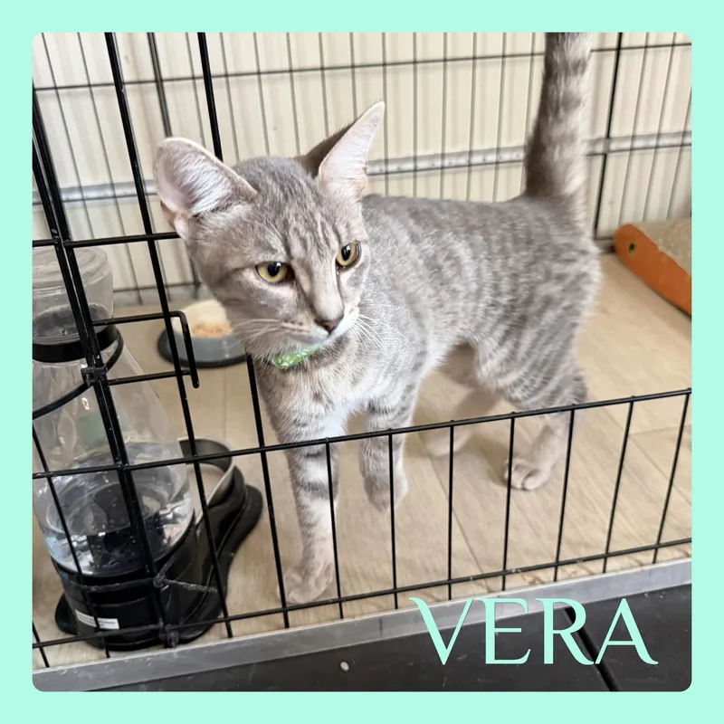 A baby medium-sized female Tabby (Gray / Blue / Silver) Tabby cat named Vera for adoption in Lawton, OK