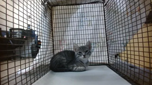 A baby small-sized female Domestic Short Hair cat named Sweetie for adoption in Miami, FL