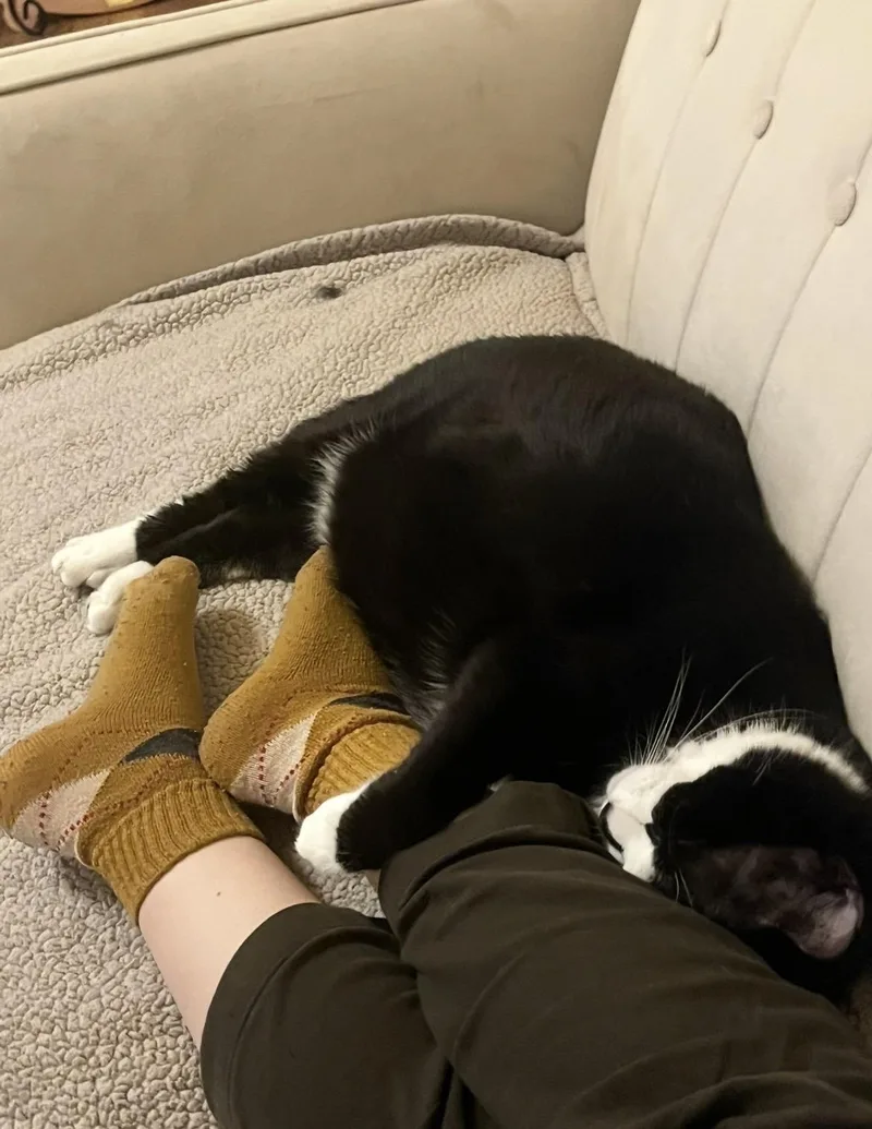 Squid And Chip thumbnail 2