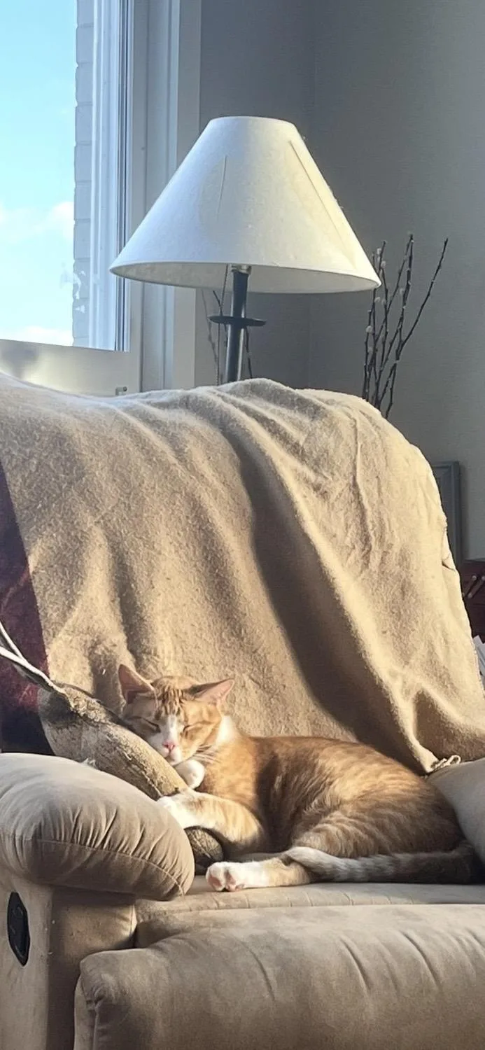 Squid And Chip thumbnail 3