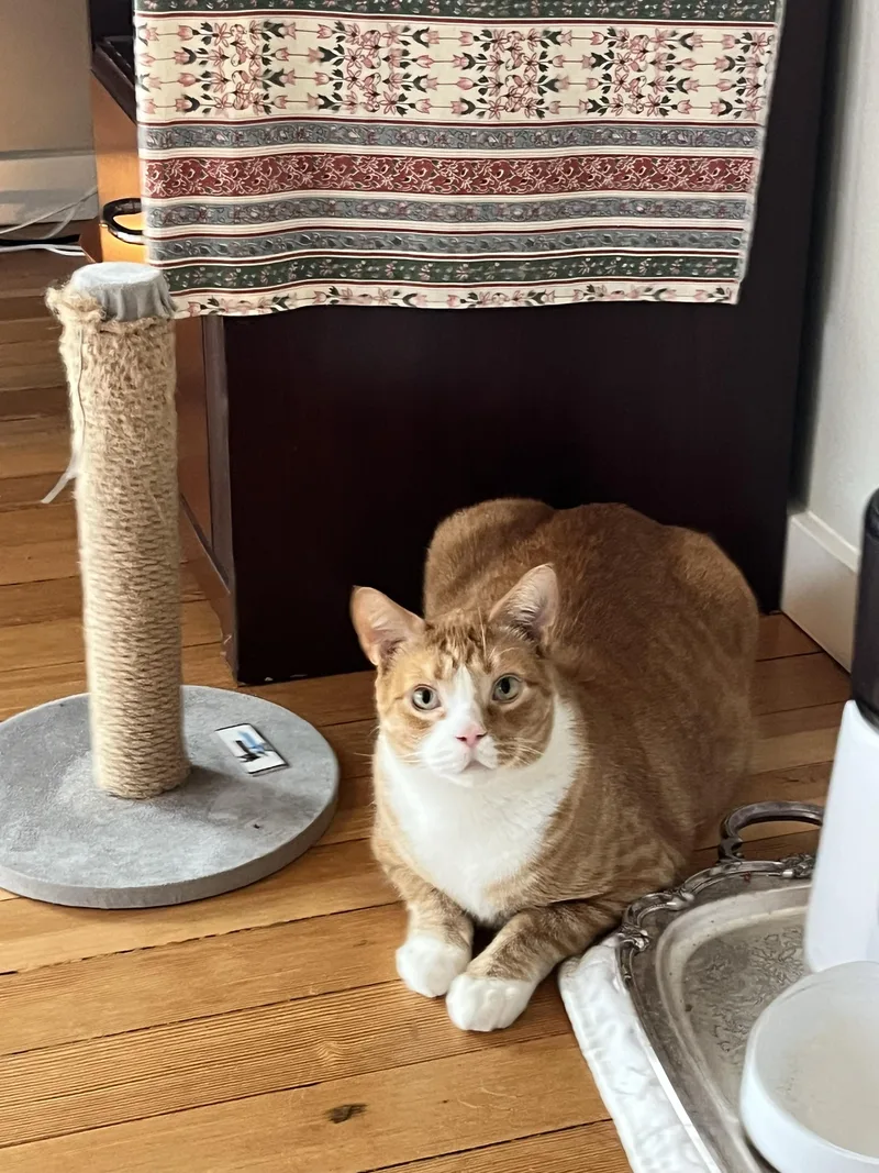 Squid And Chip thumbnail 4