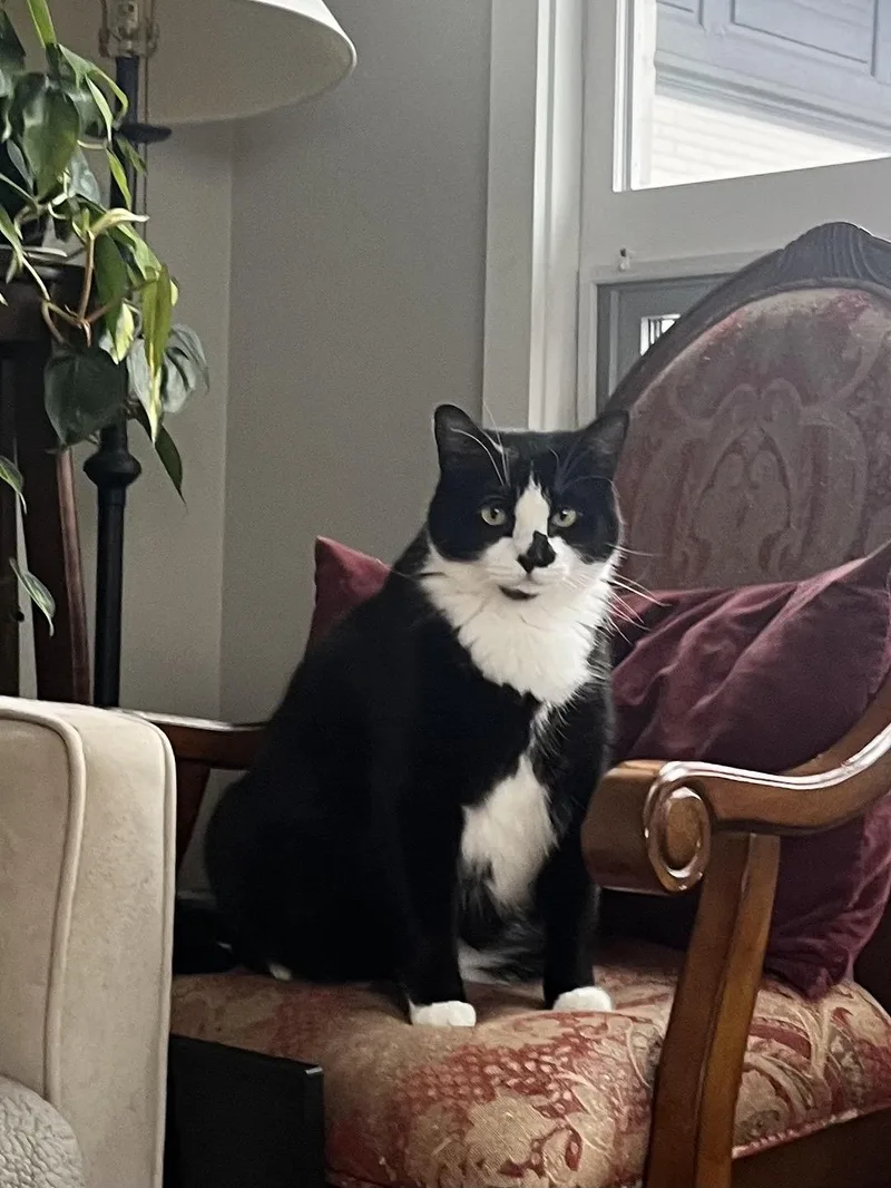 Squid And Chip thumbnail 5