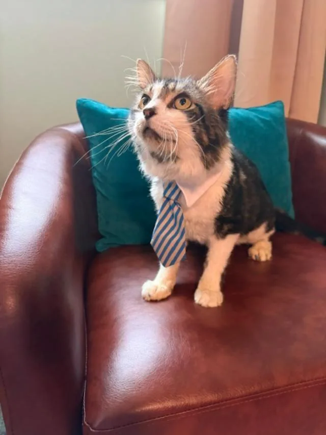 An adult medium-sized male Tabby cat named Hugo for adoption in Northfield, OH