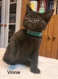 A baby medium-sized male Domestic Short Hair cat named Vinnie Terrio for adoption in Parkville, MD