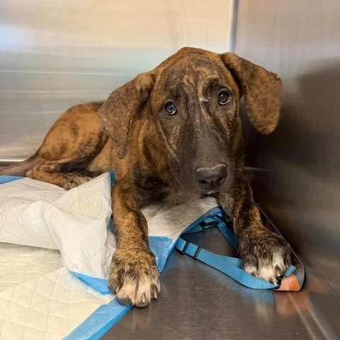 A young medium-sized female Shepherd dog named Blueberry for adoption in Bastrop, TX