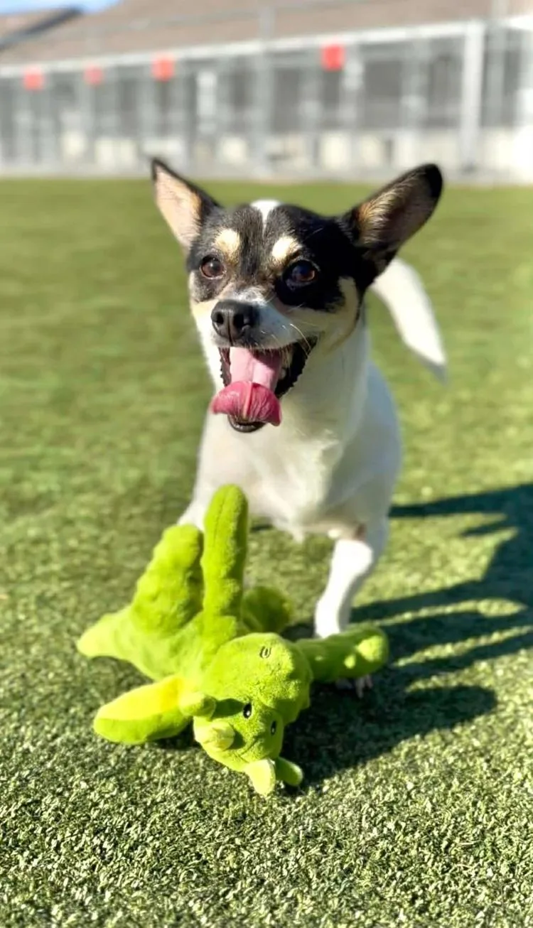An adult small-sized male Tricolor (Brown, Black, & White) Chihuahua dog named Bandito for adoption in Godfrey, IL