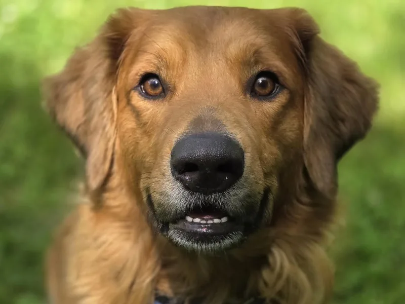 Ace