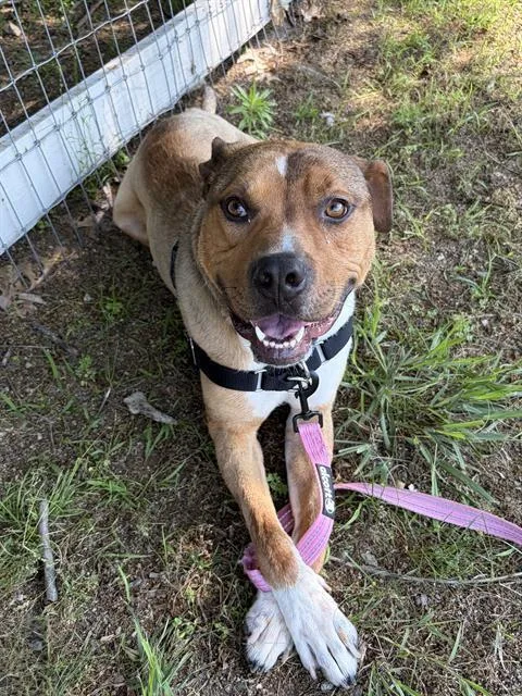 A young medium-sized male Pit Bull Terrier dog named Levi for adoption in Methuen, MA