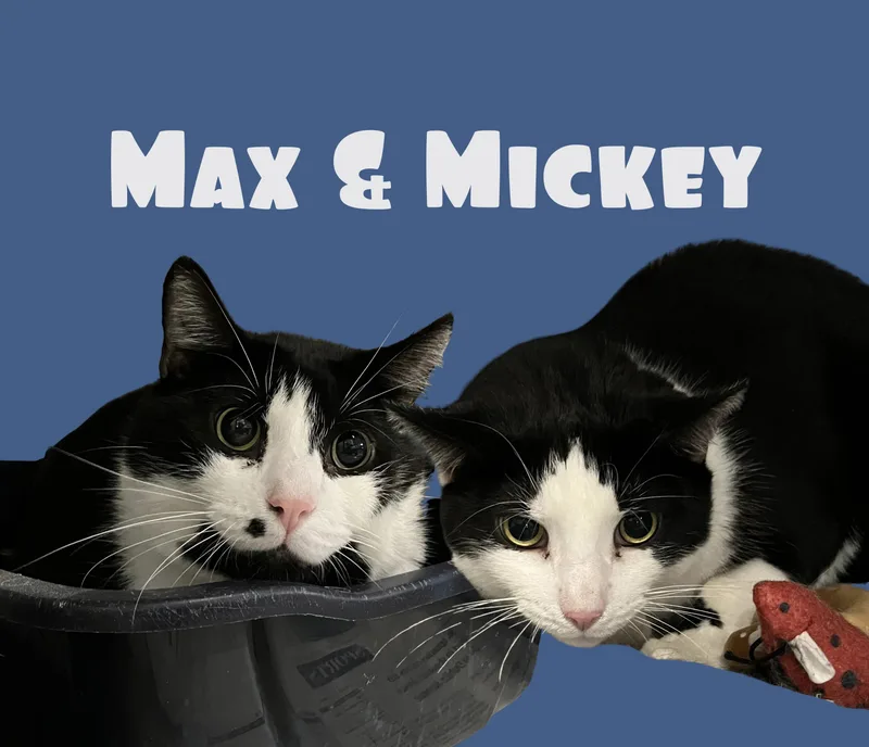 An adult extra large-sized male Domestic Short Hair cat named Max & Mickey for adoption in Parma, OH