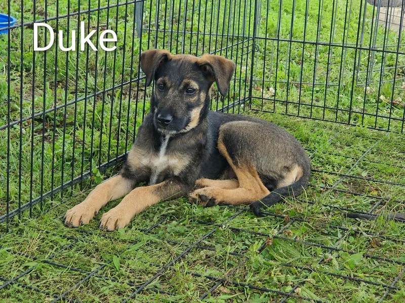 A baby extra large-sized male Bicolor Poodle dog named Duke for adoption in Logansport, IN