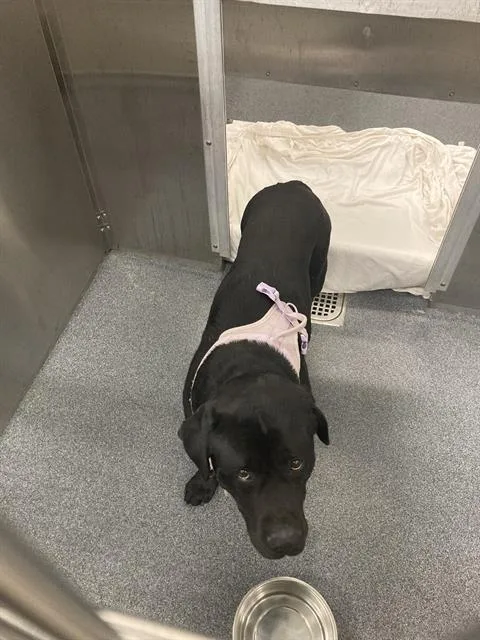 An adult large-sized male Mixed Breed dog named Nemo for adoption in Dallas, TX