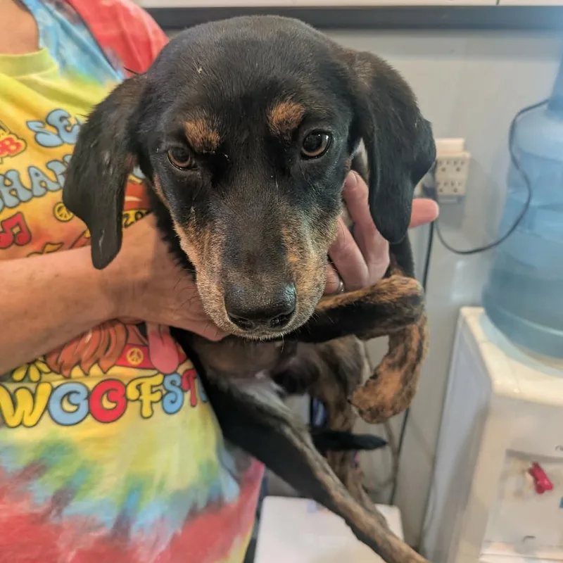 A young medium-sized male Black Mixed Breed dog named Meeko for adoption in Boaz, AL